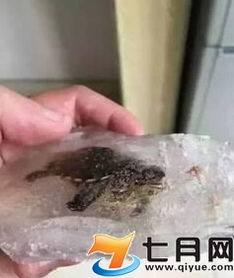 “死去”乌龟埋进花盆2个月后复活(死去复生的乌龟，埋进花盆后的奇迹)