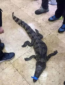 长江重庆段捕获鳄鱼 初判为暹罗鳄
