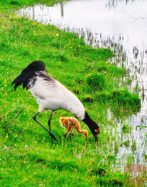 灰鹤“遛娃”画面超治愈